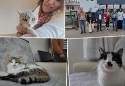Gönüllülerden örnek davranış! Sokak kedileri için özel ev kiraladılar