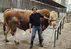 Ağırlığı tam 1 ton 190 kilo! Dev kurbanlık dudak uçuklatan fiyata alıcı buldu