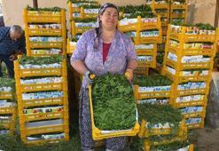 Sultaniye’de tek tek elle toplanıyor altın kadar değerli! Kilosu 80 TL'den alıcı buluyor