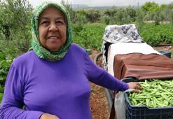 Mersin'de bereketli hasat başladı! Dalında altın değerinde, Türkiye'nin dört bir yanına satılıyor
