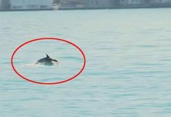 İstanbul Boğazı’nda neşeli misafir! Su yüzeyine çıktı