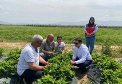 Hatay'da lezzetli hasat başladı! Kilosu 110 TL'ye kadar çıkıyor, tek tek toplanıp kiloyla satılıyor