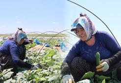 Ata tohumundan yetiştirilen sebzede hasat başladı! Kilosu 10 TL'den satılıyor: 'Eskiden çeyrek altın verilirdi'