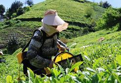Karadeniz'de 1 günlük çay yevmiyesi belli oldu!