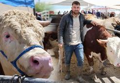 Kurban pazarında rekor satış! Tam 830 kilogram: 'Galeriye gitsek araba alırız'