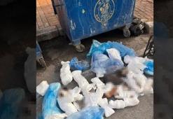 İzmir'deki 33 ölü kedi vahşetinde yeni gelişme! Veterinerle ilgili verilen karara başsavcılık itiraz etti