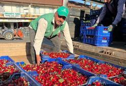 İznik'te hasadı başladı! Ezilmesin diye tek tek toplanıyor: Kilosu 110 TL