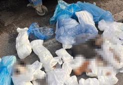 Başsavcılık itiraz etti, mahkeme haklı buldu! 33 kediyi öldüren veteriner tutuklandı