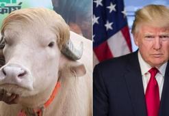 Trump'a benzetilen manda kurban edilmekten kurtuldu! Koruma altına alındı