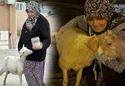 Evladı gibi büyüttüğü kuzu kurbanlık sanılıp götürüldü! Gerçek sonradan ortaya çıktı
