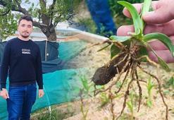 Denemek için tanesini 20 TL'den aldı, şimdi yüzlerce liralık hasat elde ediyor! Hedefi üretimi kat kat artırmak
