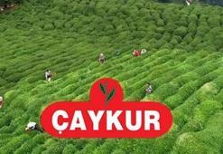 ÇAYKUR İŞÇİ ALIMI 2026 BAŞVURUSU SON DURUM | ÇAYKUR mevsimlik işçi alımı başvurusu başladı mı? 2026 İŞKUR ÇAYKUR işçi alımı başvuru şartları ve kadro detayları