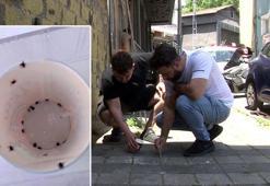 İstanbul'da mahalleli elinde cımbızla kene avlıyor! 'İlk defa böyle bir istila gördüm'