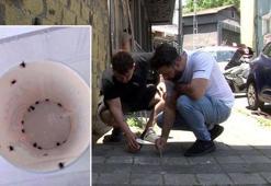 İstanbul’da kene alarmı! Mahalleli cımbızlarla sokağa çıktı