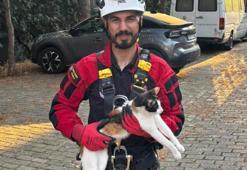 Üç gündür ağaçta mahsur kalan kedi kurtarıldı