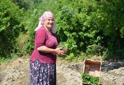 162 yıldır aynı tohumdan üretiliyor! İmece usulü dikiliyor, Türkiye'nin dört bir yanına satılıyor