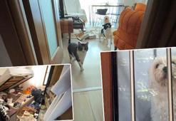 Balkondan girip evi talan ettiler! Kedi ve köpekleri mutfağa kilitleyip 600 bin liralık vurgun yaptılar