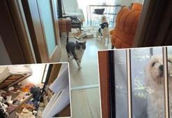600 bin liralık vurgun! Avcılar’da evcil hayvanları kilitleyip evi soydular