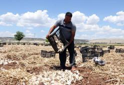 Araban Ovası'nda alın teri mesaisi başladı! Tarlada 60, markette 200 TL: Şifası dillere pelesenk olmuş durumda