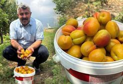 Ağaç başına tam 300 kilogram verim veriyor! 7 yıl önce dikti, yurt dışından talep yağıyor: Tadı şekerpareyi aratmıyor!