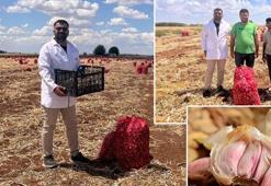 Şanlıurfa'da hasadı devam ediyor! 500 dekarlık alanda hummalı çalışma