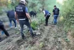 Tarihi mirasa narkotik darbesi! Hevsel Bahçeleri’nde 12 bin kök kenevir ele geçirildi