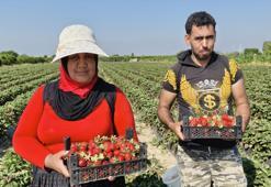 Mersin'de hasadı bitti! Tarlada kilosu 25 TL: 20 bin dönümde üretiliyor, dünyaya kilo kilo satılıyor