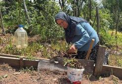 Sosyal medyada kaydırırken karşısına çıktı, hayatı tamamen değişti! 62 yaşındaki kadın fındık bahçesinin kenarına ekti:Şimdi milyonlar peşinde