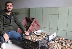 Dev markaların gözü oradaki tarlalarda! Koparılması yasak, servet çoğaltıyor...