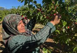 Kasa kasa toplanıp 10 ülkeye gönderiliyor, rekor kapıda! Amasya'dan yola çıkıyor, Avrupa ve Rusya kapış kapış alıyor