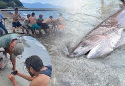 Sahilde nadir karşılaşma! Boyu tam 3 metre: DNA analizi yapılacak