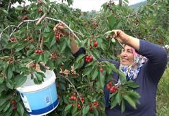 Osmaniye’de kiraz hasadı başladı! Kilosu 50 TL: Tek tek toplanıp kilo kilo satılıyor