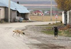 Van'da kuduz vakası tespit edildi! Vatandaşlara kritik uyarılar