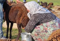 Lezzetinin sırrı dağlarda saklı! Tilki saldırısı da hastalıklar da onları durduramıyor: Tam bir şifa ambarı