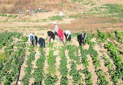 600 kilometre yoldan gelip 7 ay çadırda yaşıyorlar! Güneşin altında kabak, ayçiçeği ve pancar mesaisi başladı