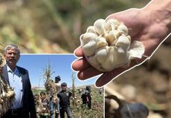 Buğdayı, arpayı unutturacak: Dönüm başına servet kazandırıyor, Haymana'da ilk kez denendi!