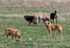 Çocuk yaralanmalarının ardından düğmeye basıldı! Belediye başkanlarına başıboş köpek soruşturması