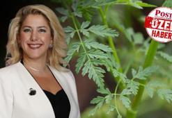 Zehirli ot paniği giderek artıyor! Pazardan alınan maydanozlar ne kadar güvenli? 'Fotoğrafa bakarak bitki teşhisi yapmayın'