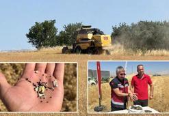 Kuraklığa meydan okudu, çiftçinin kurtarıcısı oldu! Adıyaman'da hasadı başladı