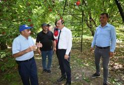 Afyon'da hasadı başladı! Tarladan sofraya uzanan şifa kaynağı