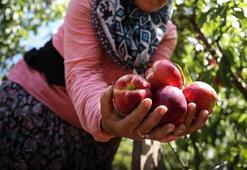Çoğu kişi sadece rengine bakıp yanılıyor! İçi odun gibi çıkan şeftalilere son veriyor, bal gibi şeftalilerin ömrünü uzatıyor!