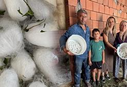 Burhaniye’de tarihi hasat! 45 günlük mücadele zaferle sonuçlandı: Köylüye yepyeni ekmek kapısı oluyor