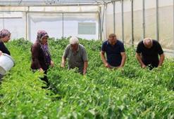 Kocaeli'de ilk hasat başladı! Yüzde 50 hibe destekli modern seralarda üretiliyor