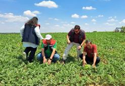 Tekirdağ'da ilk hasadı yapıldı! Kiloluk mutluluk çiftçinin kazanç kapısı olacak