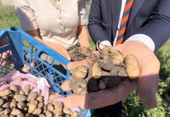 'Buralarda asla yetişmez' deniliyordu: Bir tanesini eken tam 4 katını alıyor: O köyde yeni bir servet kapısı açıldı!