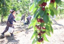 Fırat Havzası'nın gizli zenginliği: Geçen yılki don felaketinden sonra bu sene dallar doldu taştı
