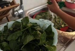 Ispanaktaki kumu dibe çökertiyor! Yıllardır boşuna su harcayıp yorulmuşuz