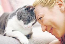 Pet sektöründe kedi odaklı büyüme