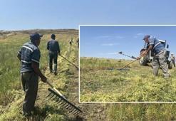 Yozgat'ta beklenen hasat başladı! Geçen yıl kuraklıktan kırılmıştı, bu yıl rekor üstüne rekor kırıyor