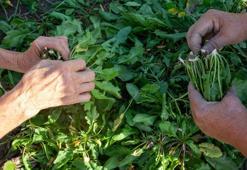 Pazar tezgahının en ucuz mucizesi: Limon sıkıp yiyenlerin organları yenileniyor